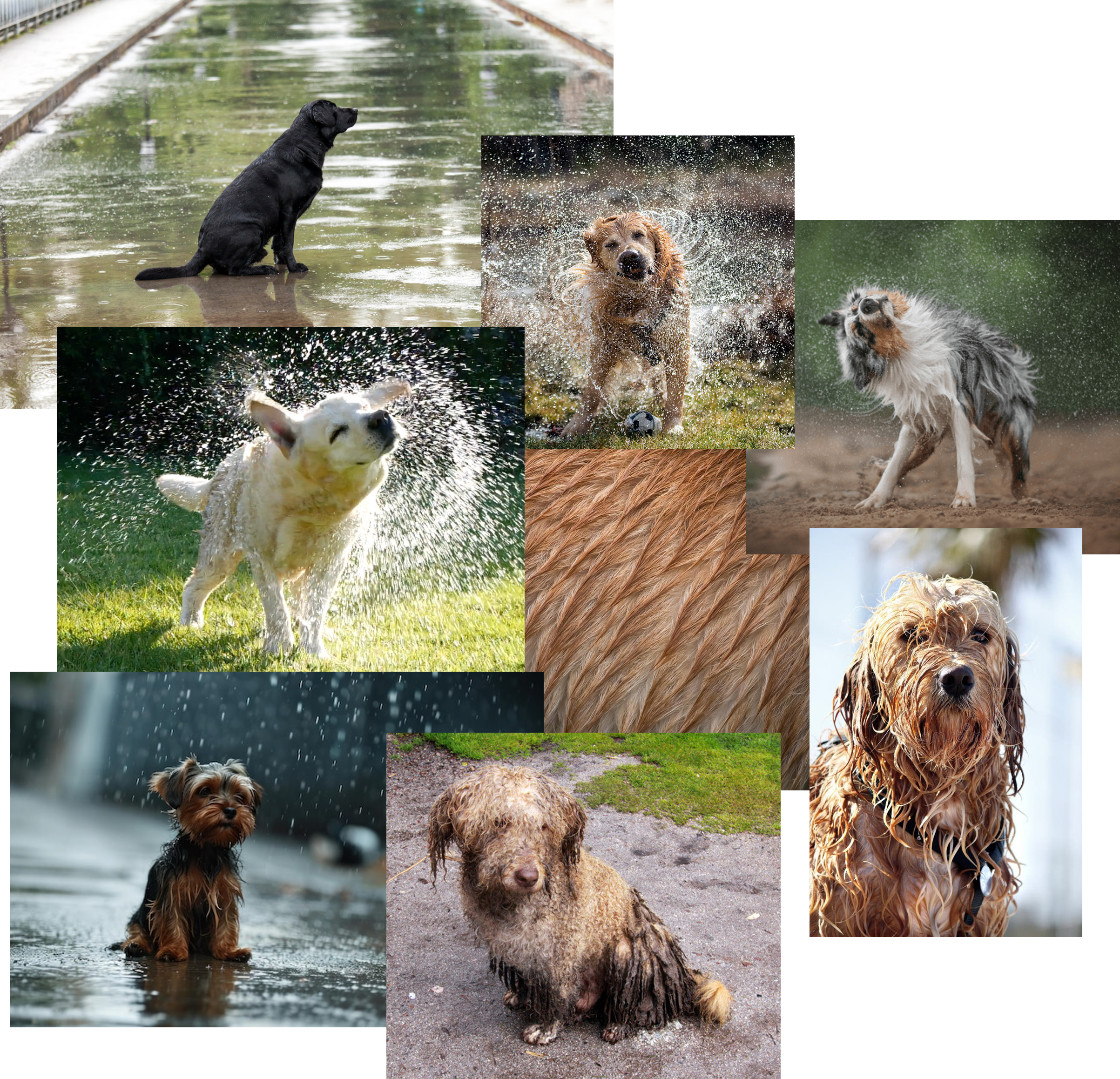 Dogs exposed to rain without protection